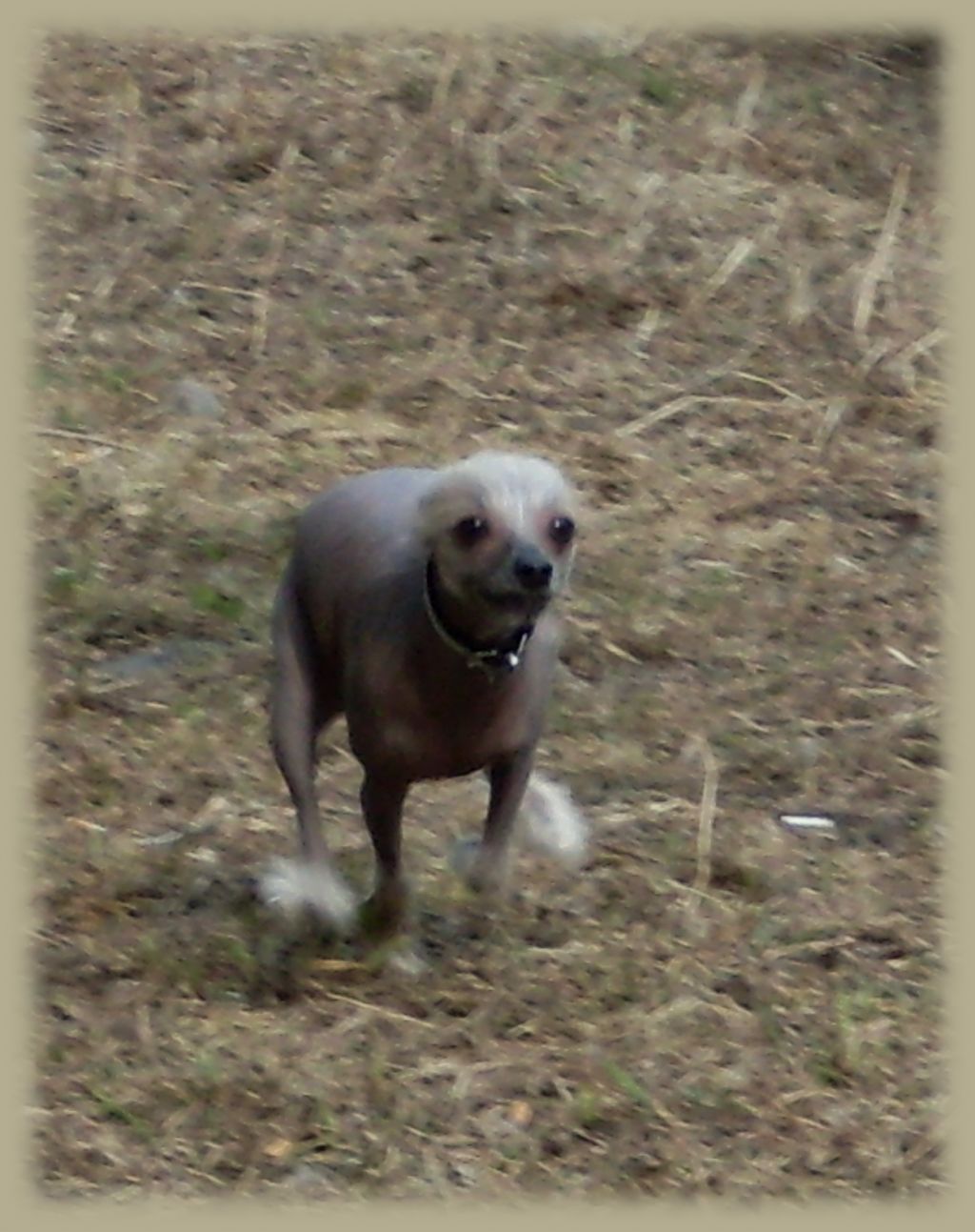 Halisa  Tsvetushaya  Sakura