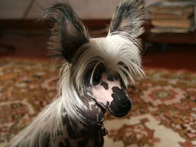 Mon Cher Petit Dominique La Doucereuse