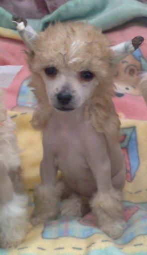 Paw-a-dee Jailing Suzy