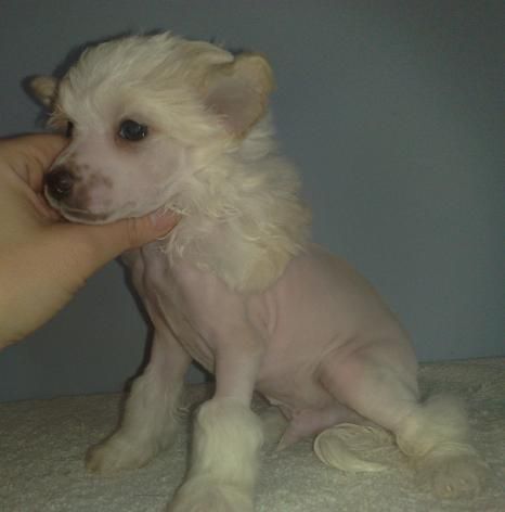 Paw-a-dee Jailbird Blues