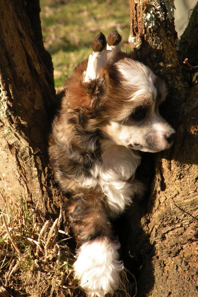 Disca D'or du Coeur des Ténèbres