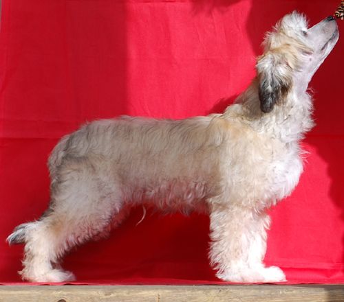 Väråsen Knock Around Guy