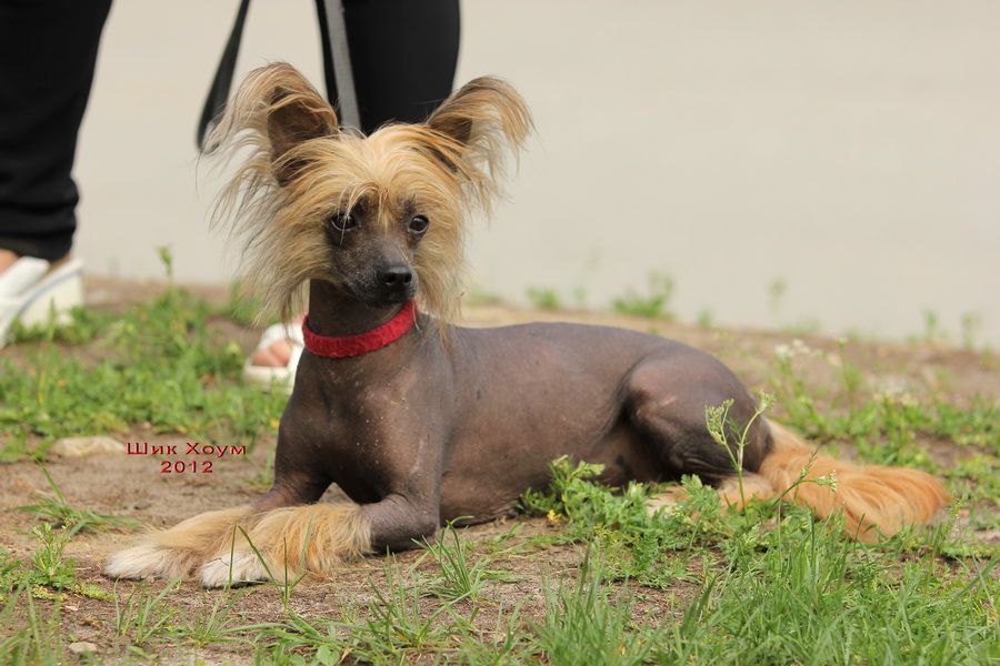 Kristal Yaniry Umira