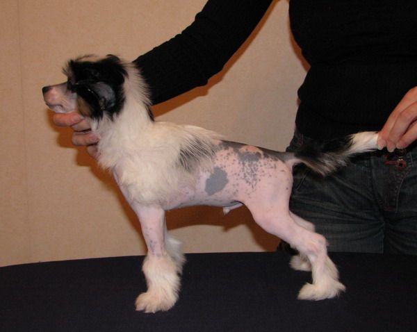 Dogland Happy Zanzibar