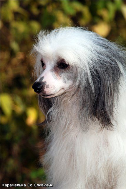 Caramelka So Slivkami