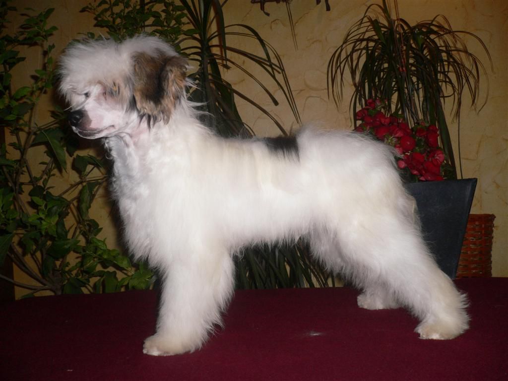 Akiro Eastern Spirit