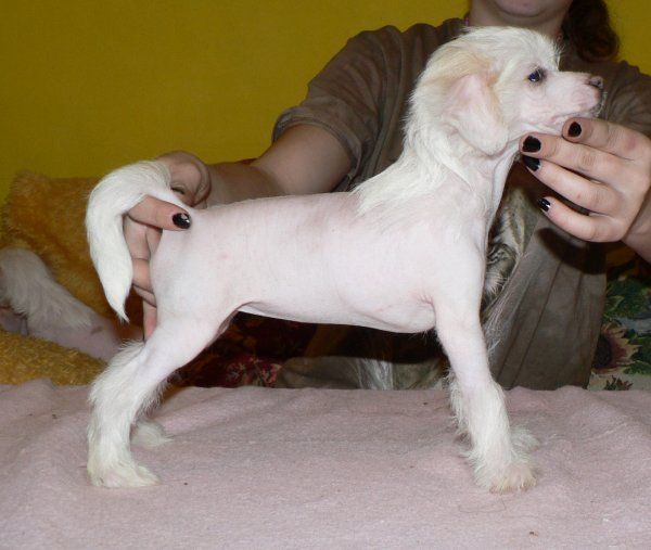 Akenu-Mia ze Shetlandu