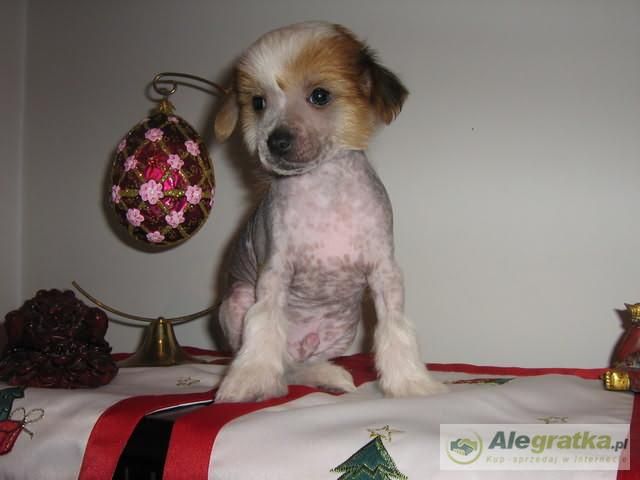 Prince Capo-Vaticano