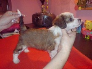 Babette Cechovo kvitko