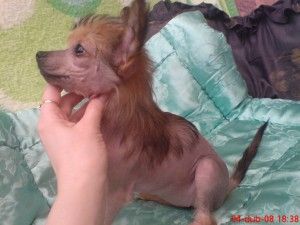 Adafne Cechovo kvitko