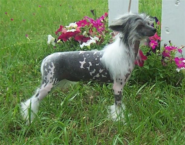 Mosaic's One Hot Mamma