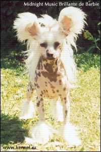 Midnait Music Brillante De Barbie
