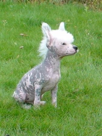 Lunar Sonata Bronislav