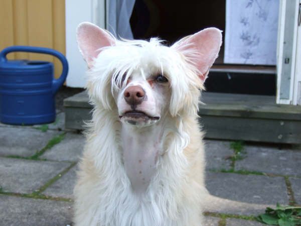 Ridgecrest's Foxy Lady