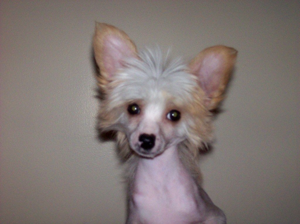 Tokelry First Class Beamer hl