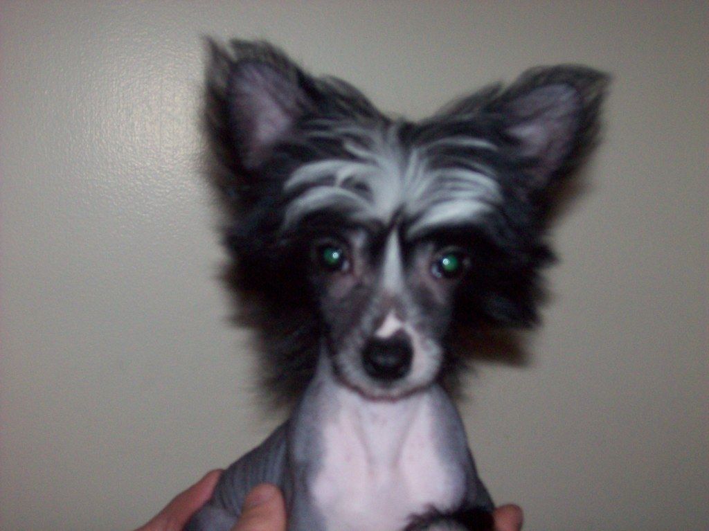 Tokelry  Black Magic Bonnie Hl