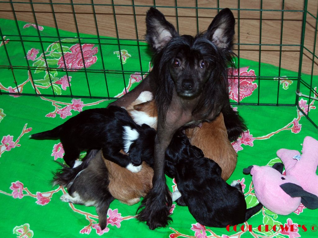 Cool Crowd's Fabulous Gretchen Morgan