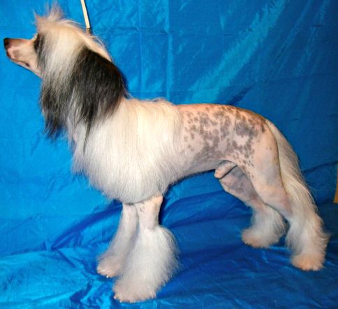 Vellar Pljus Mistik Boy 