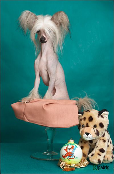 Shelcovij Shlejf Nolina Long Hair