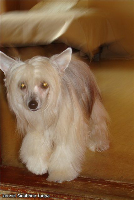 Bristol Sidabrine tuopa