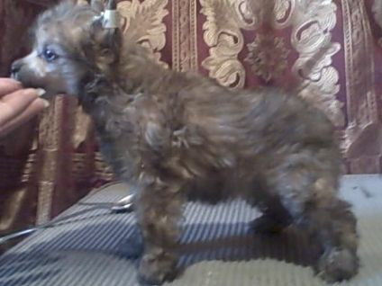 Cleopatra On Broadway