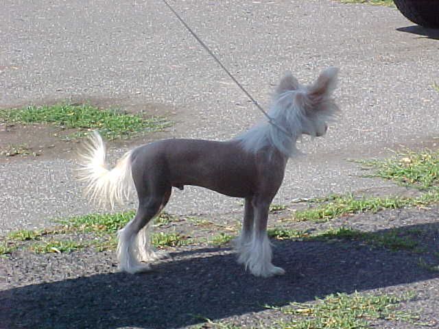 Doucai's  Notorious Noble