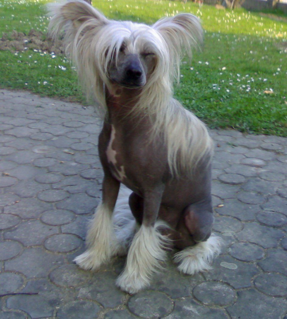 His exelence Haro Garden roses