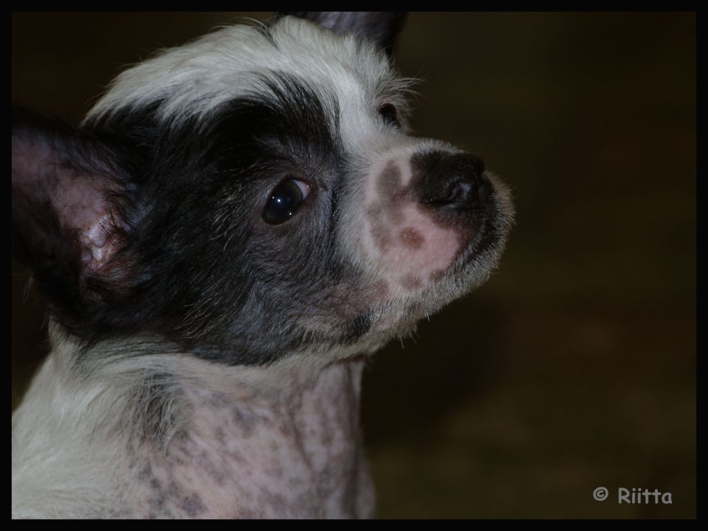 Sea Fire's Wanton Warlock