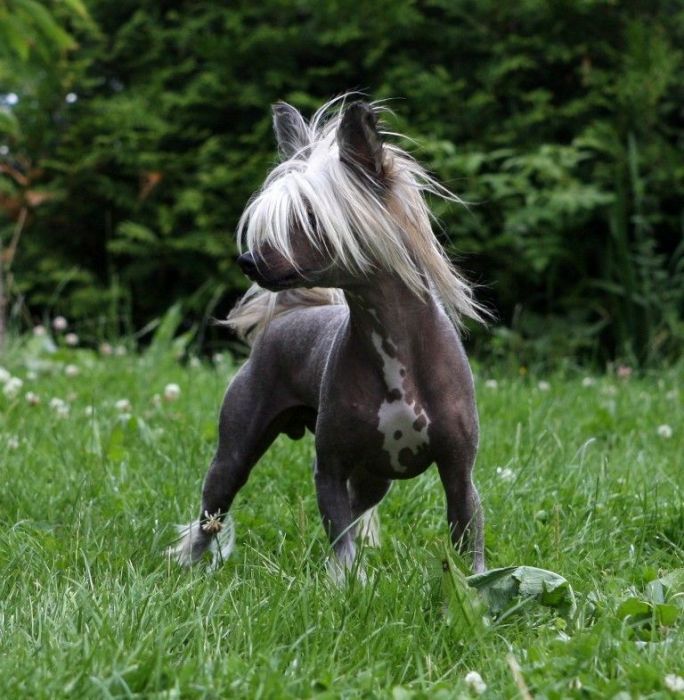 Baldpark's Sweet Home Alabama