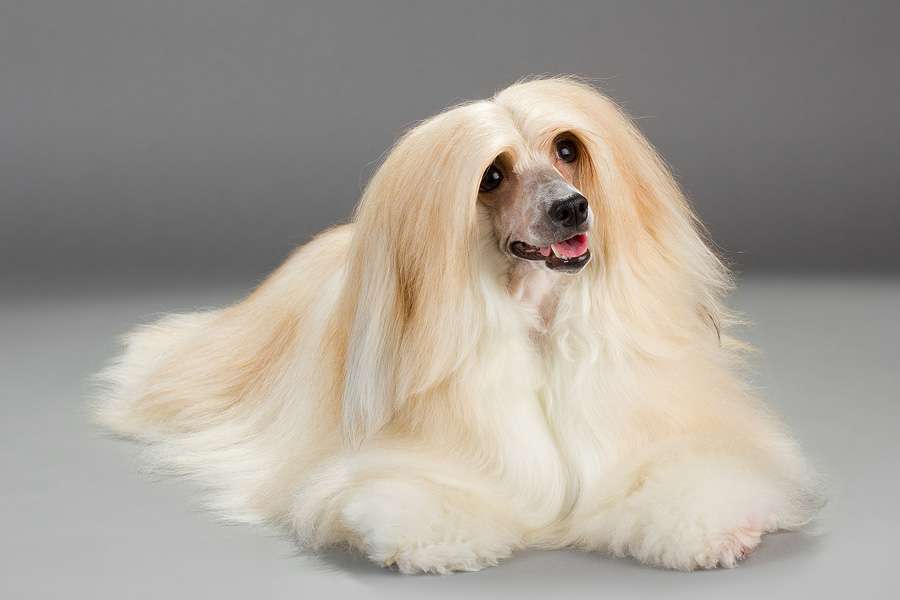 Nezhny Angel Sja Fan