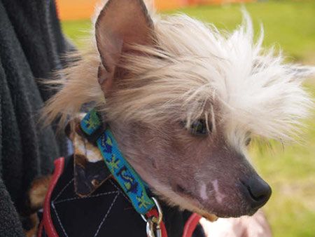 Bonsai's Two Bit Man Taji