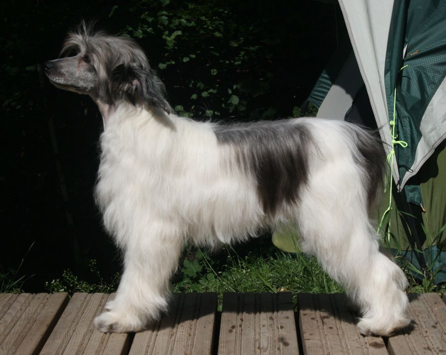 Tulimyrskyn Lumikuningatar