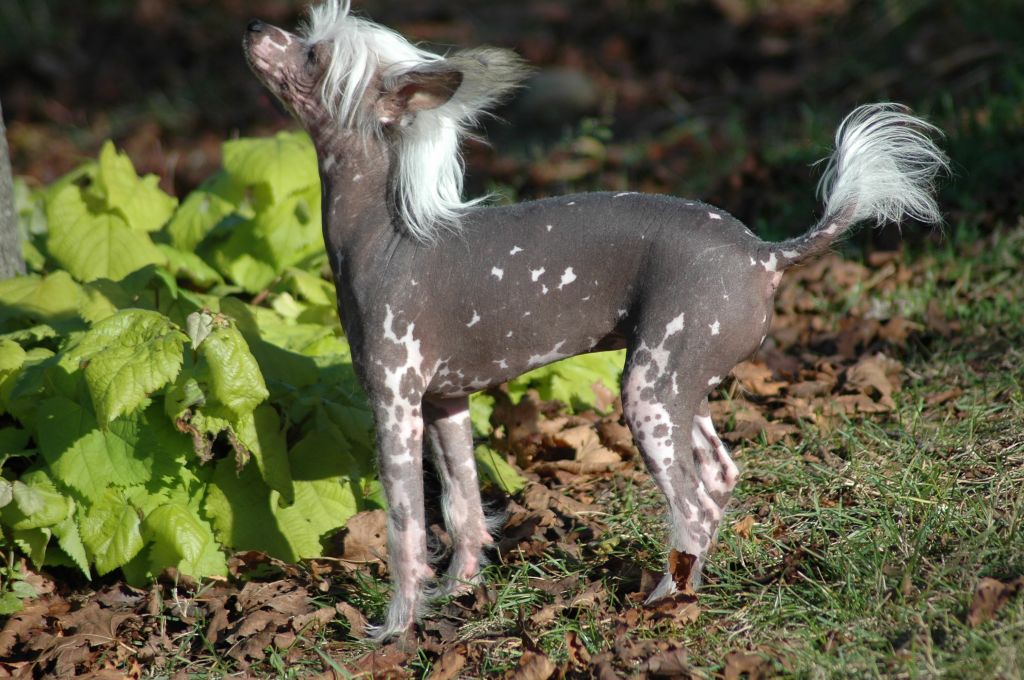Dulcinea
