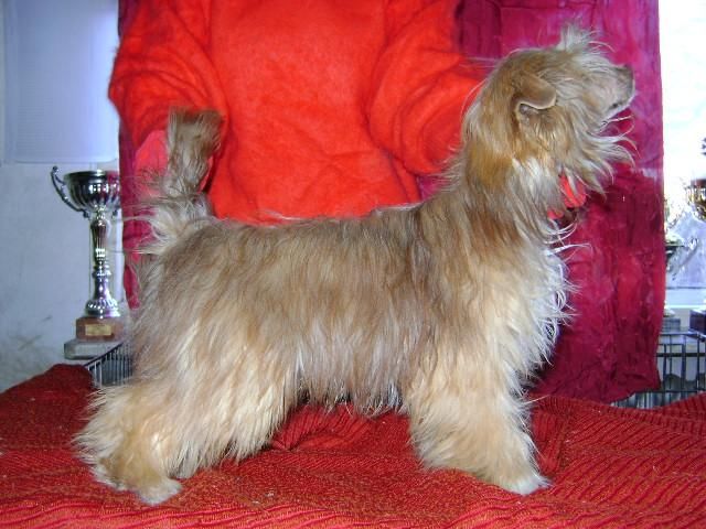 Sasquehanna Ekspert Zikkurat