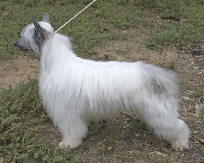 Kimissa Jack O Lantern