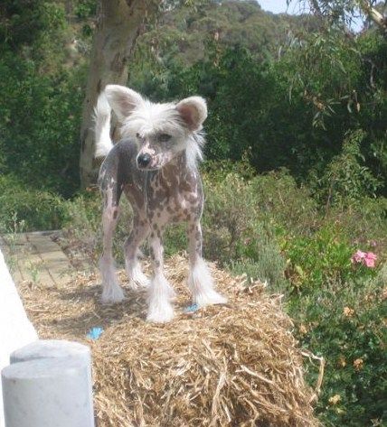 Kimissa Trick or Treat