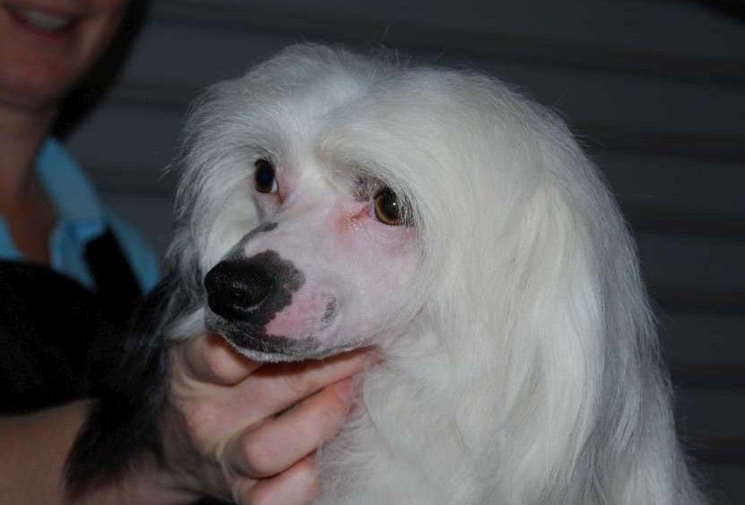 Kimissa Cover O Dust