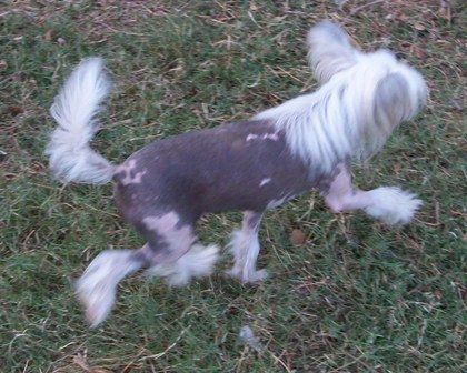 Mosaic's Day Dream Believer