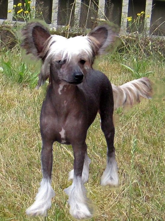 Frami von den Windpferden