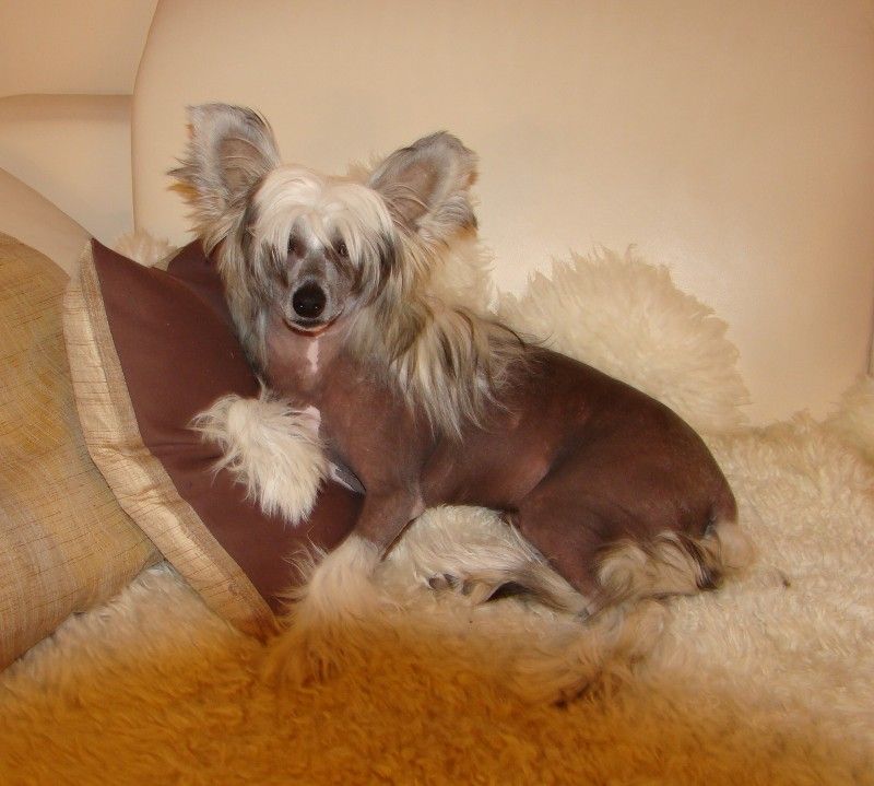 Fips von den Windpferden