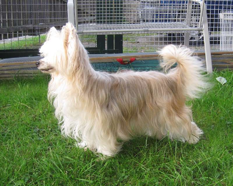 Farina von den Windpferden