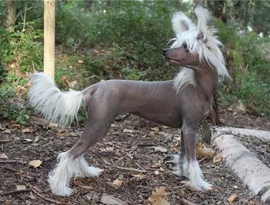 Bai Long's Hey Miss Harmony