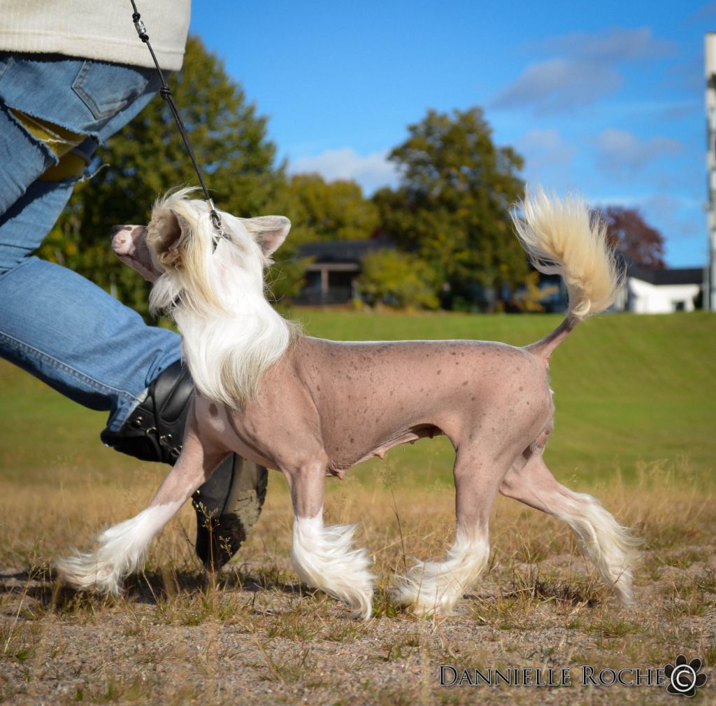 Bed'ykins Amaryllis Belladonna