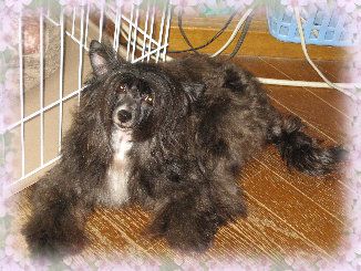 Rino Anne JP Peekaboo Maple Syrup