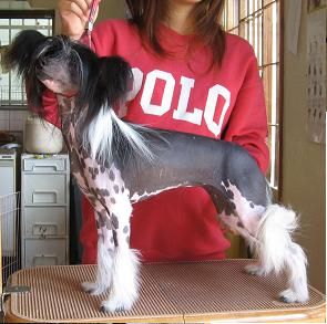 Rino Anne JP Teenybopper