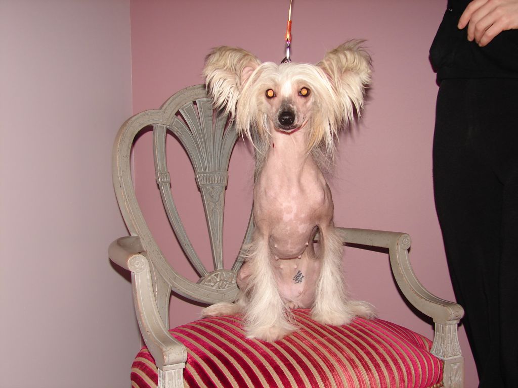 Crested Style Hardy M