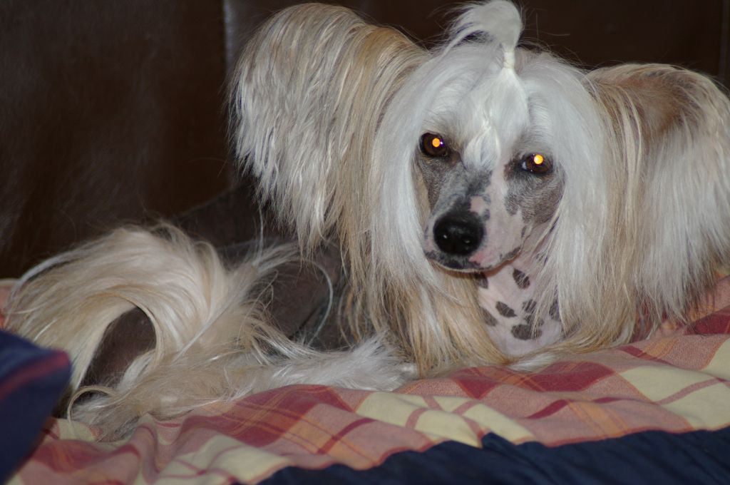 Leibwache Mickey o Neil