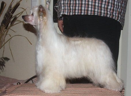 Zorrazo Please Please Me