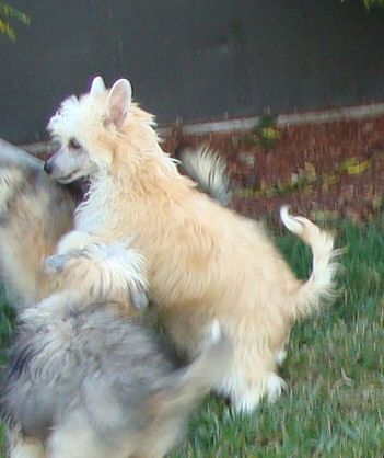 Risin Star Ace In The Hole