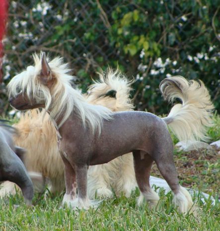 Risin Star Coco Chanel